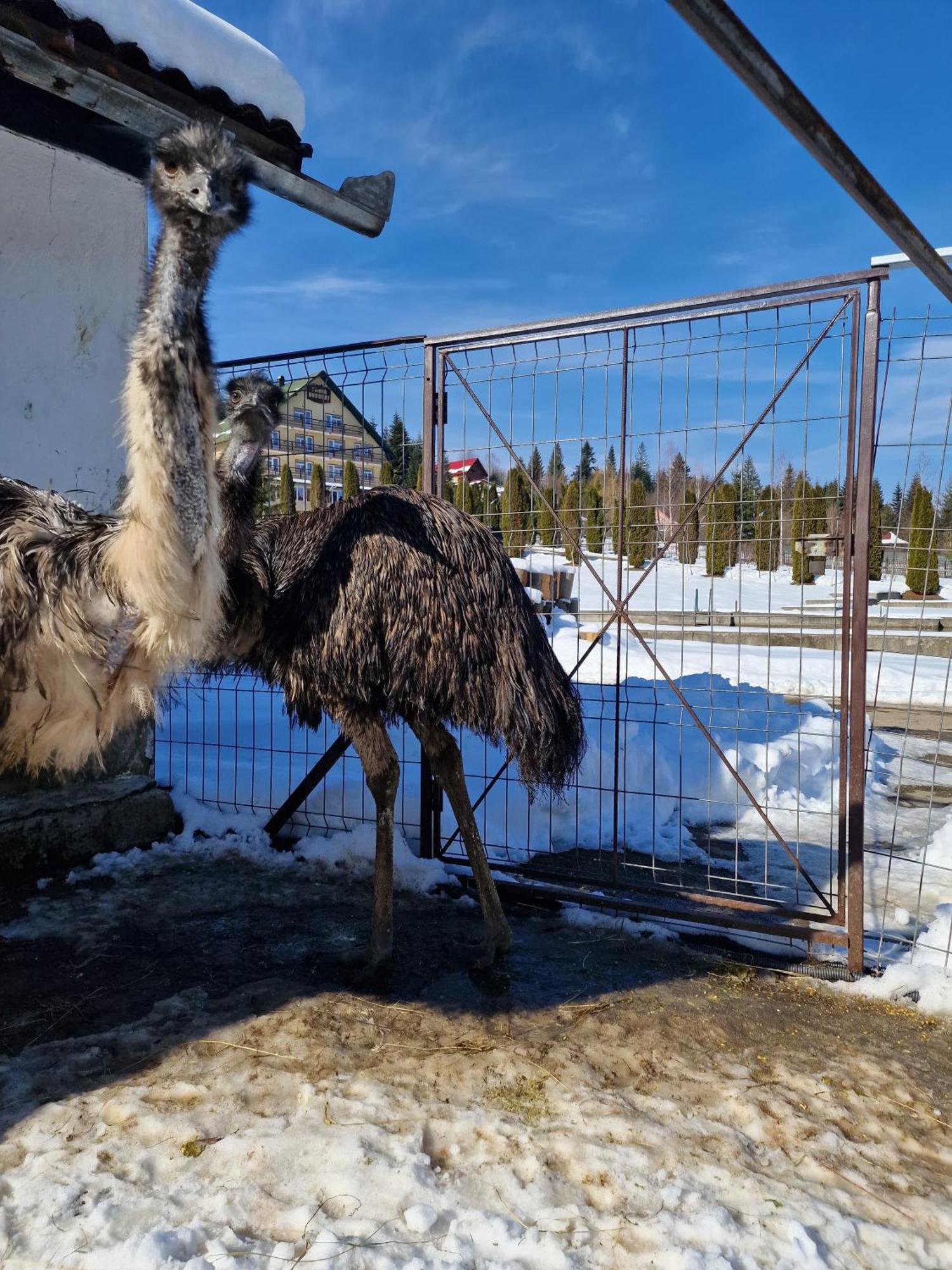 Poiana Bucovat Otel Gura Humorului Dış mekan fotoğraf