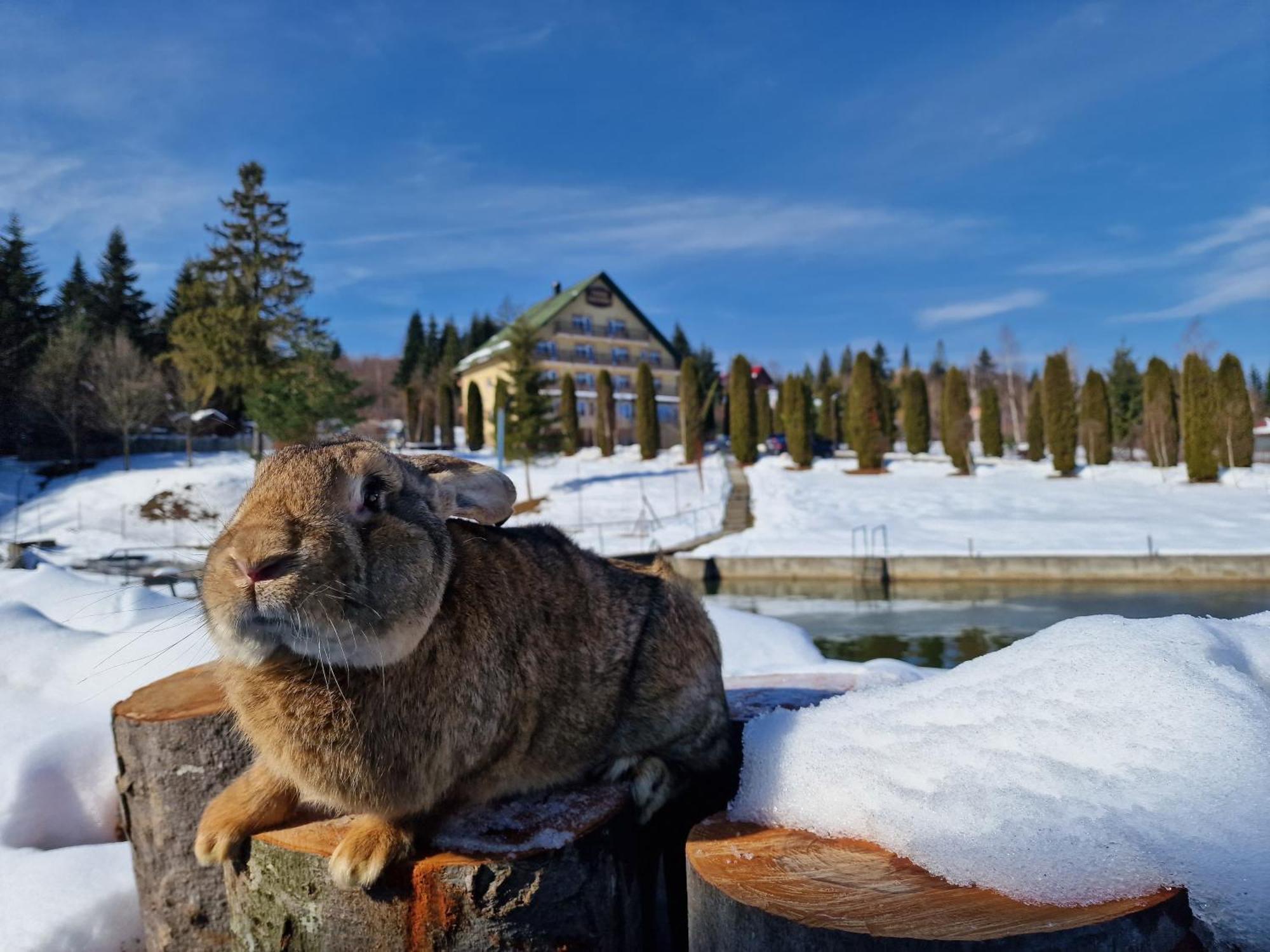 Poiana Bucovat Otel Gura Humorului Dış mekan fotoğraf