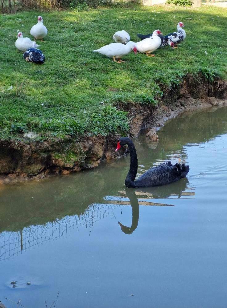 Poiana Bucovat Otel Gura Humorului Dış mekan fotoğraf